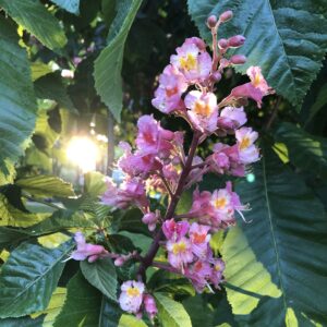 Kastanienblüte