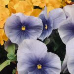Blumen