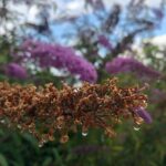 Flieder mit Wassertropfen